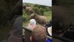 Adorable Baby Elephant Slips During Safari