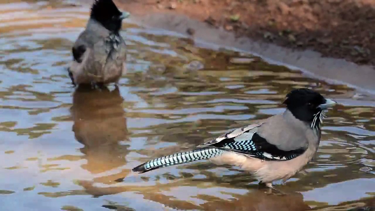 Beauty of Nature | amazing bird | amazing moment birds video