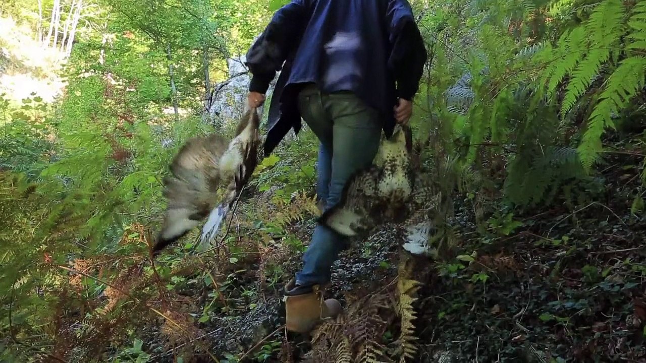 Albanian eagle threatened with extinction