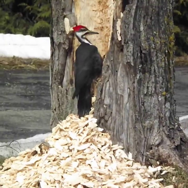 Ce pic vert est bien décidé à abattre l'arbre!