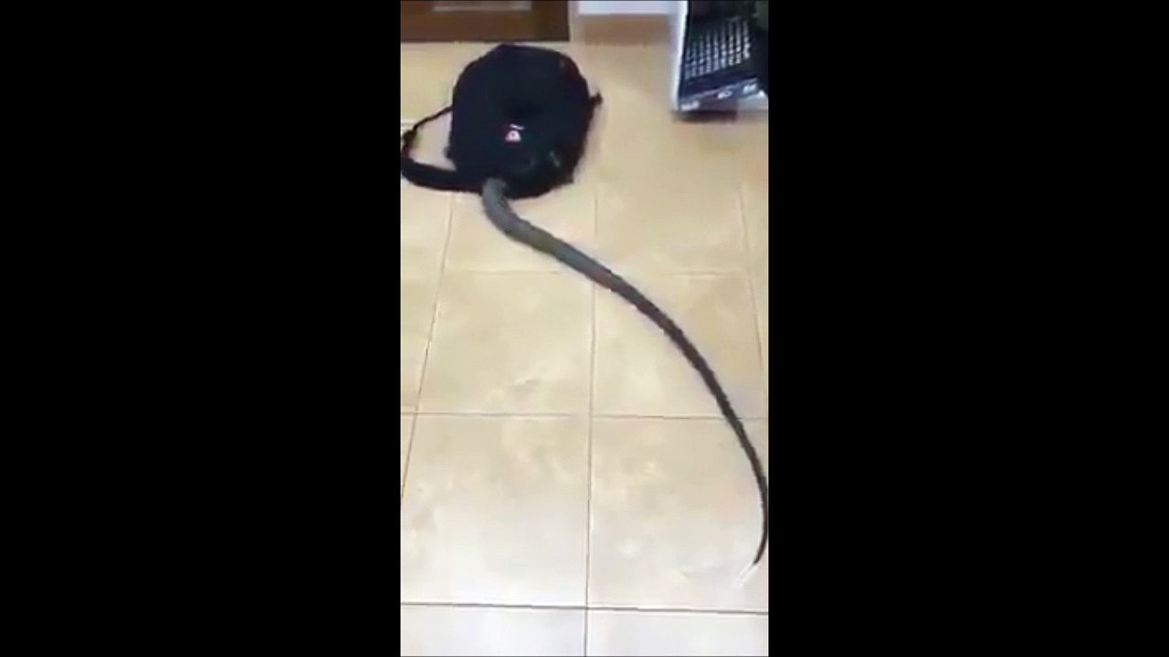 Ce serpent est bien décidé à faire son premier jour d'école... Aller, dans le sac