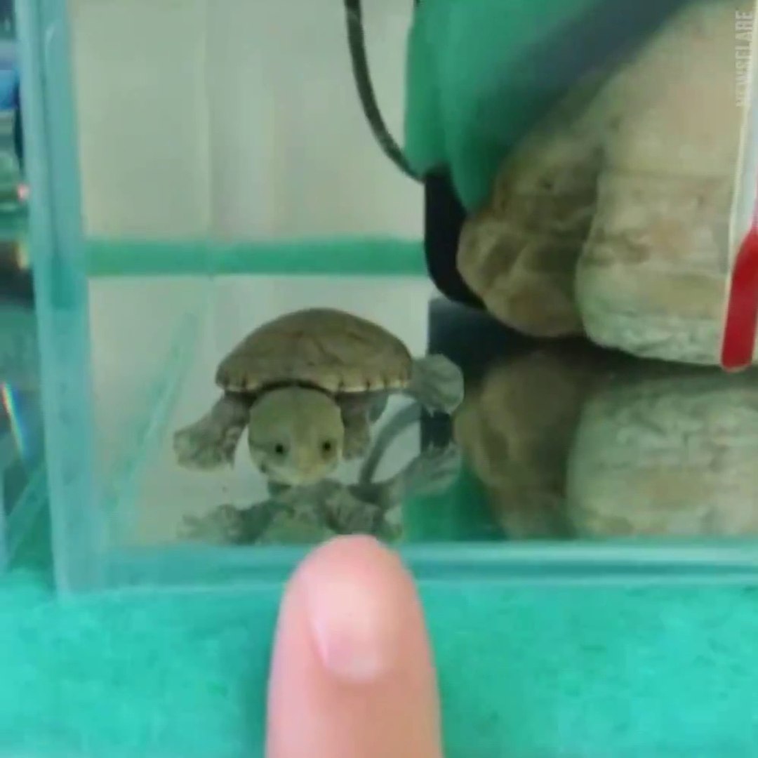Cette Tortue Est Juste Adorable Regardez Ce Qu Elle Fait Trop Mignon Video Dailymotion