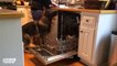 Quand ton chien t'aide à faire les taches ménagères... Berger allemand adorable