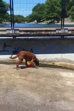 Ce chien adorable n'a pas besoin de maitre pour lui jeter la balle... Futé!