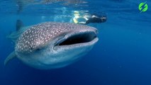L'expérience magique de nager avec un requin baleine... Des images magnifiques
