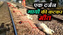 mathura  : रेलवे पटरी पर मिली एक दर्जन गायों की लाश, ना पहुंची पुलिस ना ही कोई हिन्दू संगठन