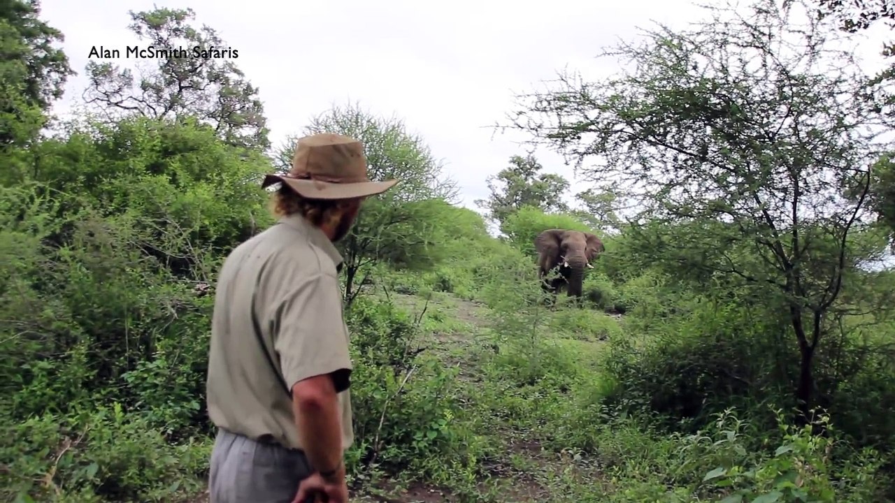 Alan McSmith nse fait charger par un Éléphant et réussi à la stopper