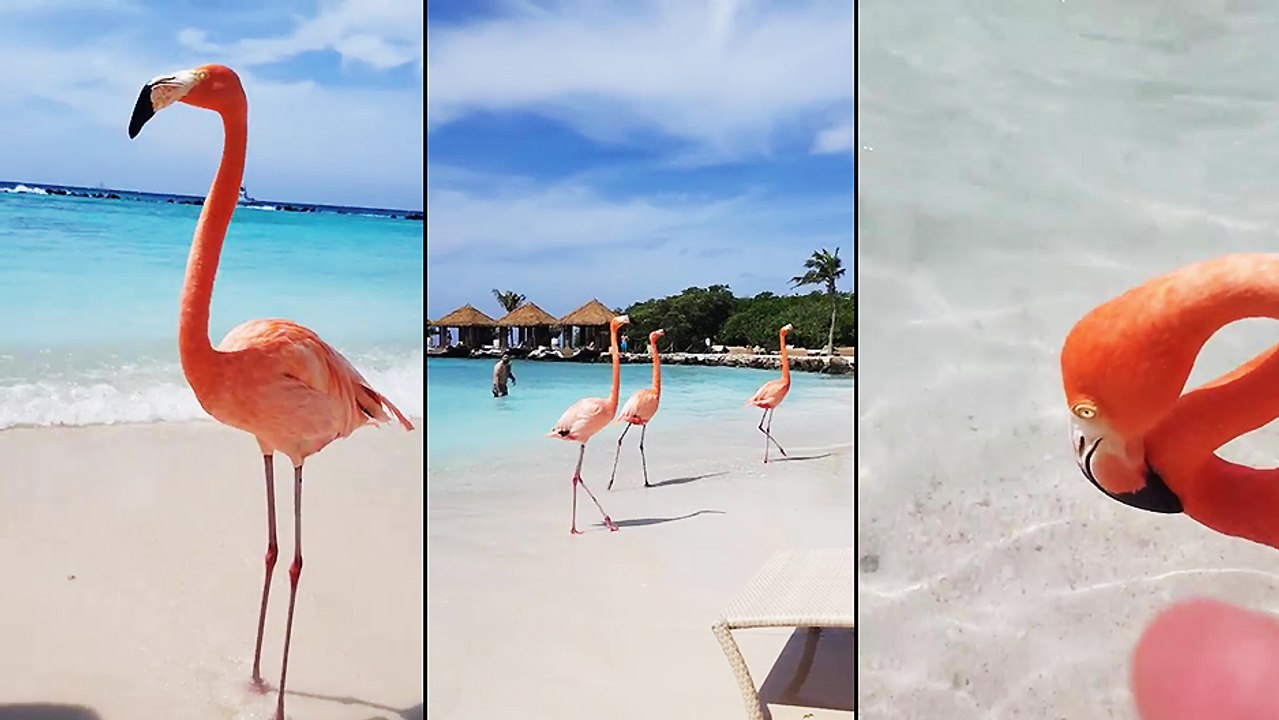 Flamingo Beach