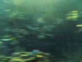 L'oceanogràfic_zone temperate e tropicali