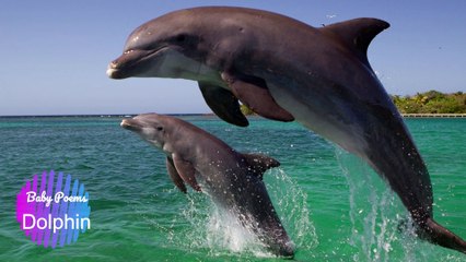 Animal Sounds (Dolphin Sound)