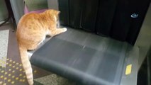 Yaramaz Kedinin X-ray Cihazı ile İmtihanı