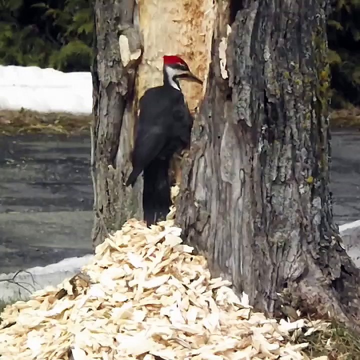 Un pic vert déchaîné sur un arbre