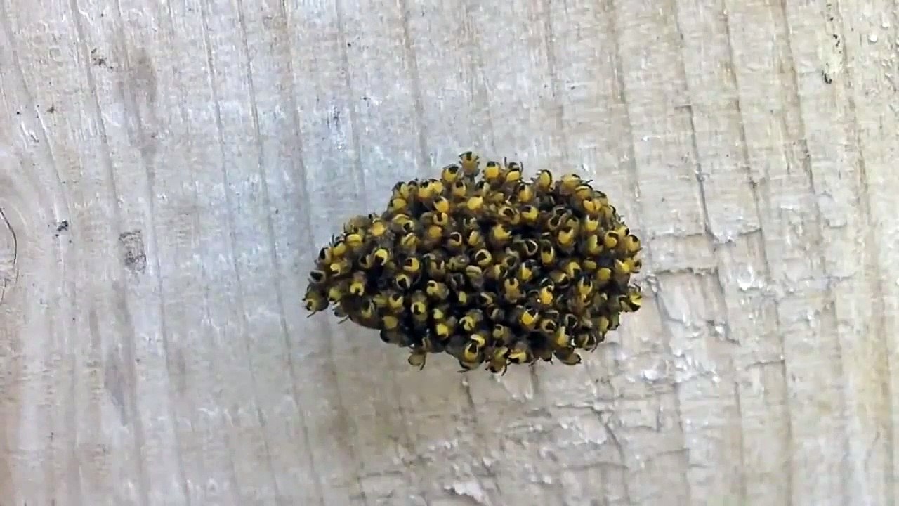 un tas de centaines d'araignées en boule