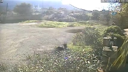 Köpeklerin Saldırısına Uğrayan Kedisini Kurtarmaya Çalışan Adam Kamerada