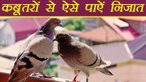 Pigeon: कबूतर भगाने के आसान तरीके | How to Get Rid Of Pigeons | Boldsky