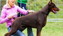 American Vs European Doberman - Difference explained