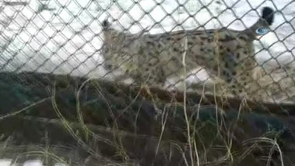 Kars'ta Tedavisi Tamamlanan Vaşak Doğal Ortamına Dönecek