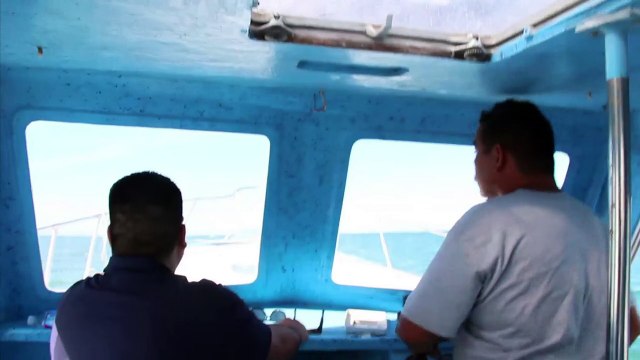 Nager avec des requins-baleines: au Mexique, c'est possible !