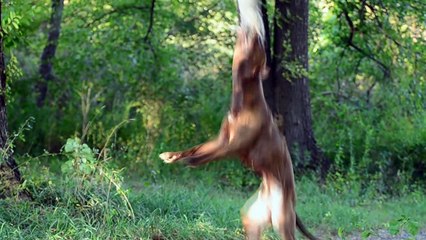 Pitbull vs American Bulldog - Difference Explained