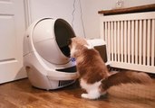 Ragdoll Kitten Tries to Figure Out Robot Litter Box