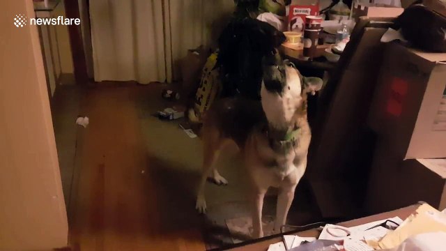 Seamus the shepherd dog howls along with opera singer