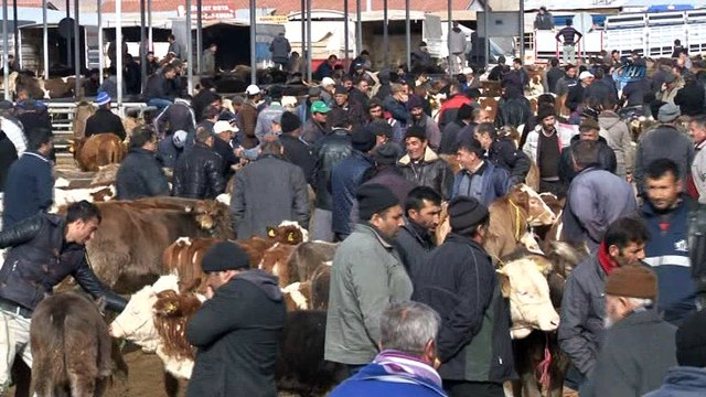 Türkiye'nin en büyük hayvan pazarında şap karantinası