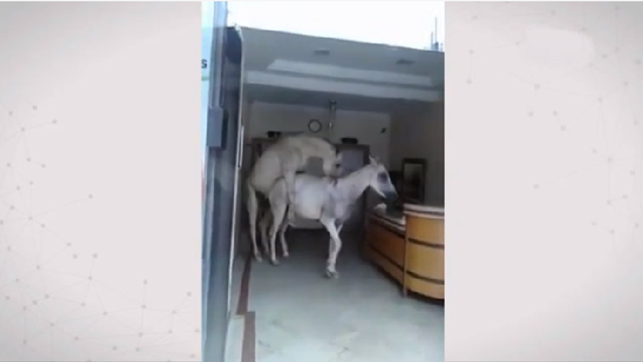 Cavalo e égua invadem loja para dar uma rapidinha - Vídeo Dailymotion