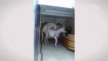 Cavalo e égua invadem loja para dar uma rapidinha