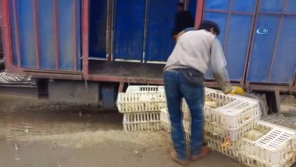 - Canlı tavuk yüklü tır şarampole yuvarlandı