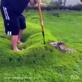 popping the lawn pimple