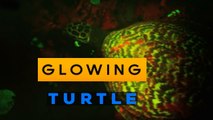 Glowing Turtle, Solomon Islands- First BioFluorescent Reptile | What is Biofluorescence | Explained