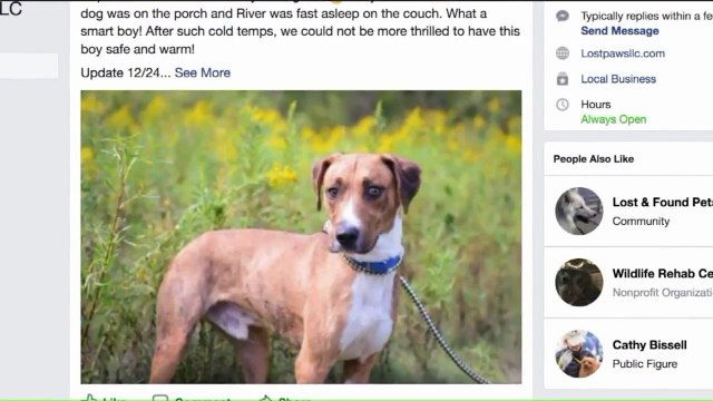 Missing Dog Reunited With Owner After Breaking Into Another Family's Home