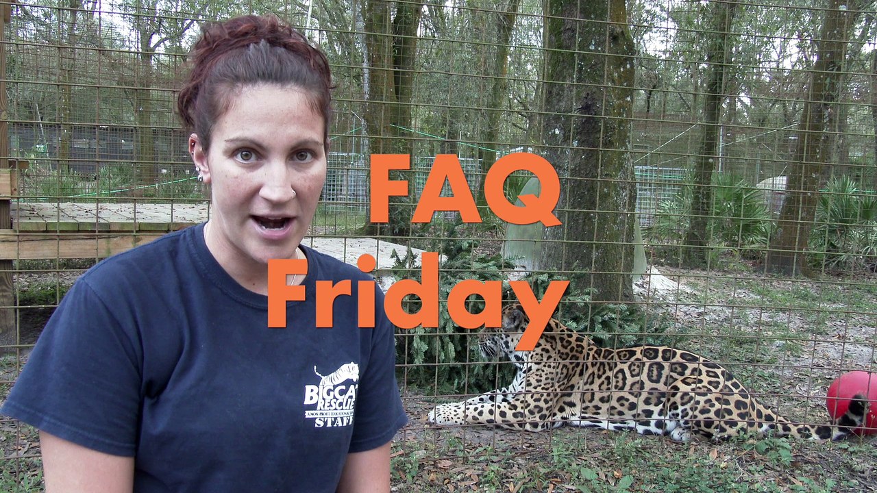FAQ Friday: Is It A Jaguar Or A Leopard?