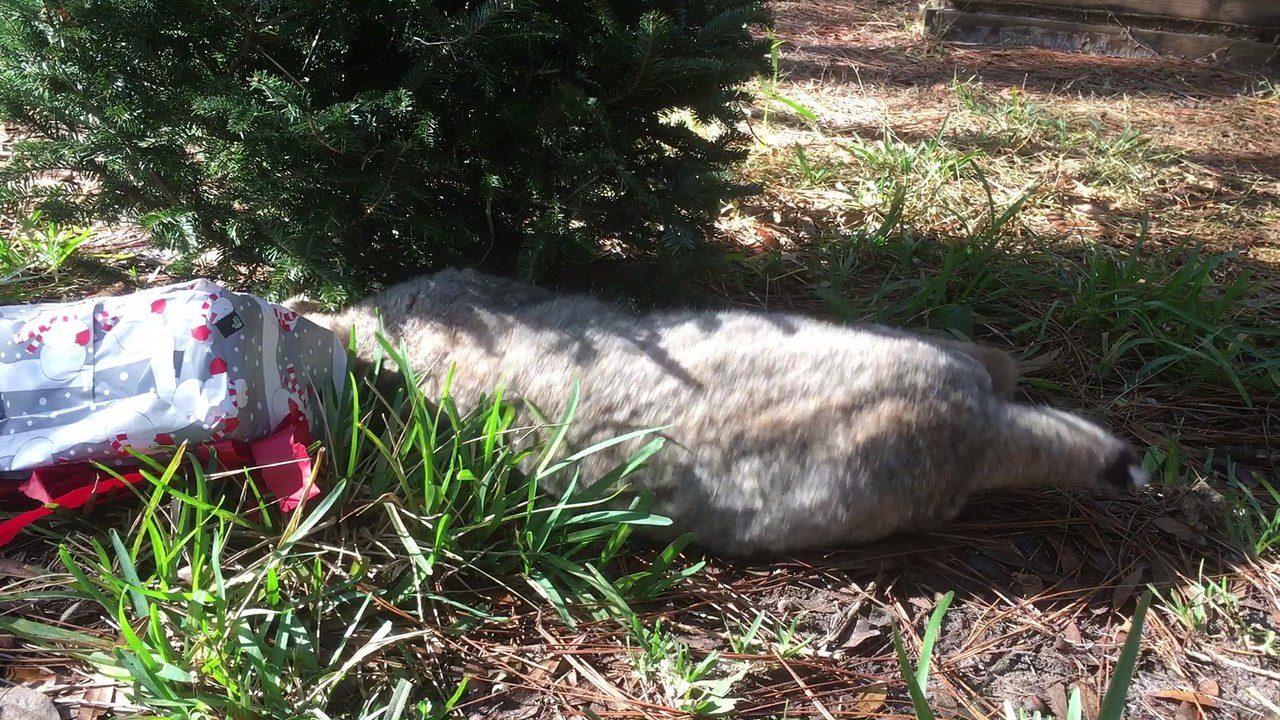 A Big Cat Christmas