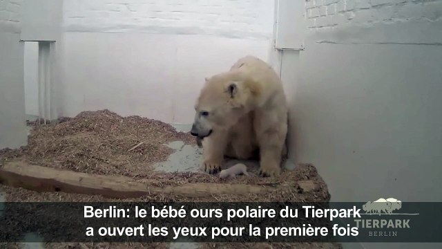 Le bébé ours polaire de Berlin a ouvert les yeux