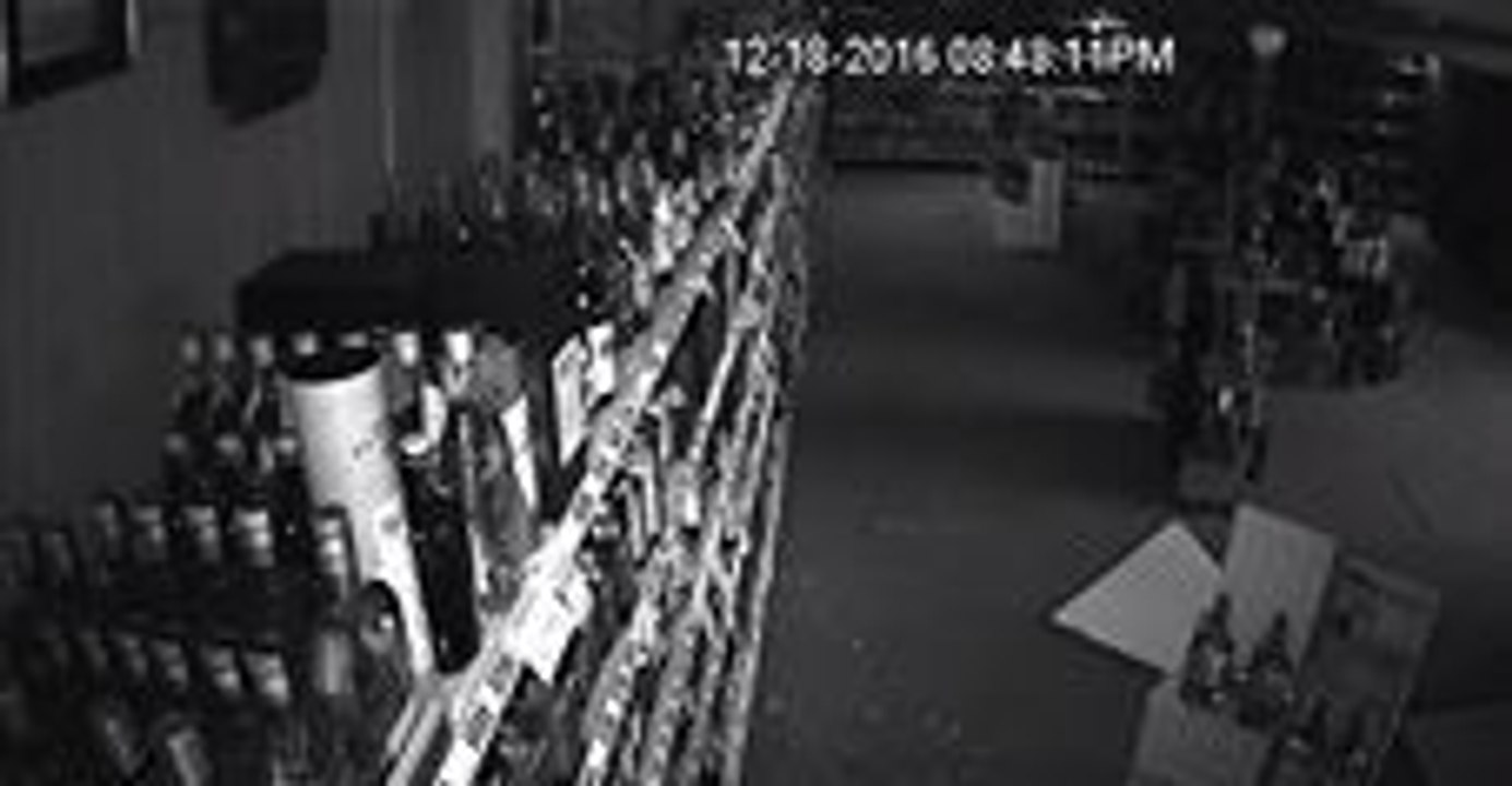 Curious Raccoon Loots Liquor Store 'Looking for Girl Scout Cookies'