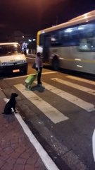 Smart Dog Waits at Pedestrian Crosswalk