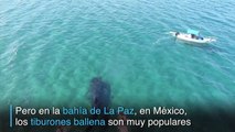 Nadar con tiburones ballena