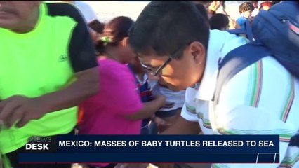i24NEWS DESK | Mexico: masses of baby turtles released to sea | Friday, December 29th 2017