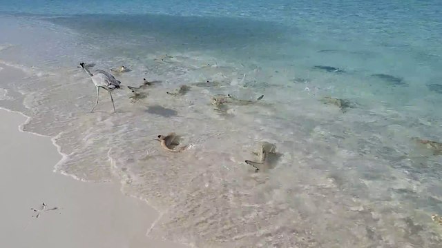 Des dizaines de petits requins essaient d'attraper un oiseau sur la plage aux Maldives