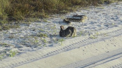Ce serpent s'approche d'un lapin qui ne voit rien venir... A table!