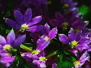 Baby Einstein - Language Nursery (2001)