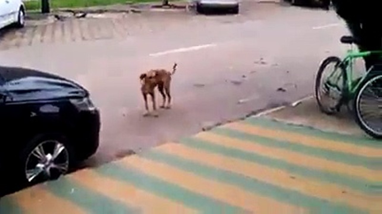 Dog dance - danse de chien