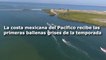 La costa mexicana del Pacífico recibe las primeras ballenas grises de la temporada
