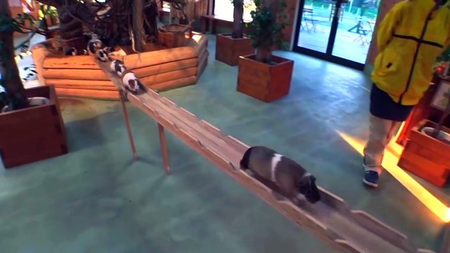 Guinea Pig Bridge at the Nagasaki Bio Park - song by Parry Gripp