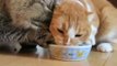 【猫vs猫】ゴハン皿に残ったキャットフードをめぐって仁義なき戦い！w