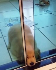 Phòng khám đa khoa Đại Đông - Cute dogs #4