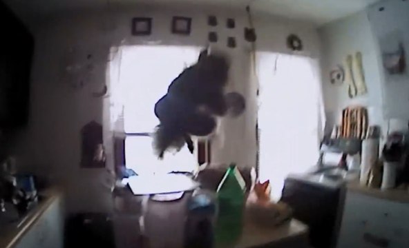 Body Cam Shows Cookie-Eating Squirrel Charging Brockport Police