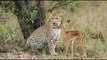 Leopard takes Care of baby Impala as Her Child until the Hunger Begins
