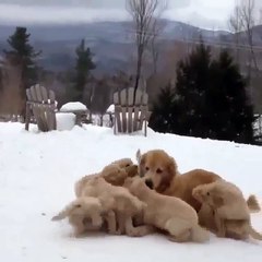 Phòng khám đa khoa Đại Đông - cute dogs #5